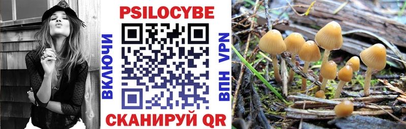 Купить  Гуково  Псилоцибиновые грибы Cubensis 